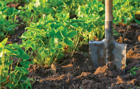 Healing the Earth Image